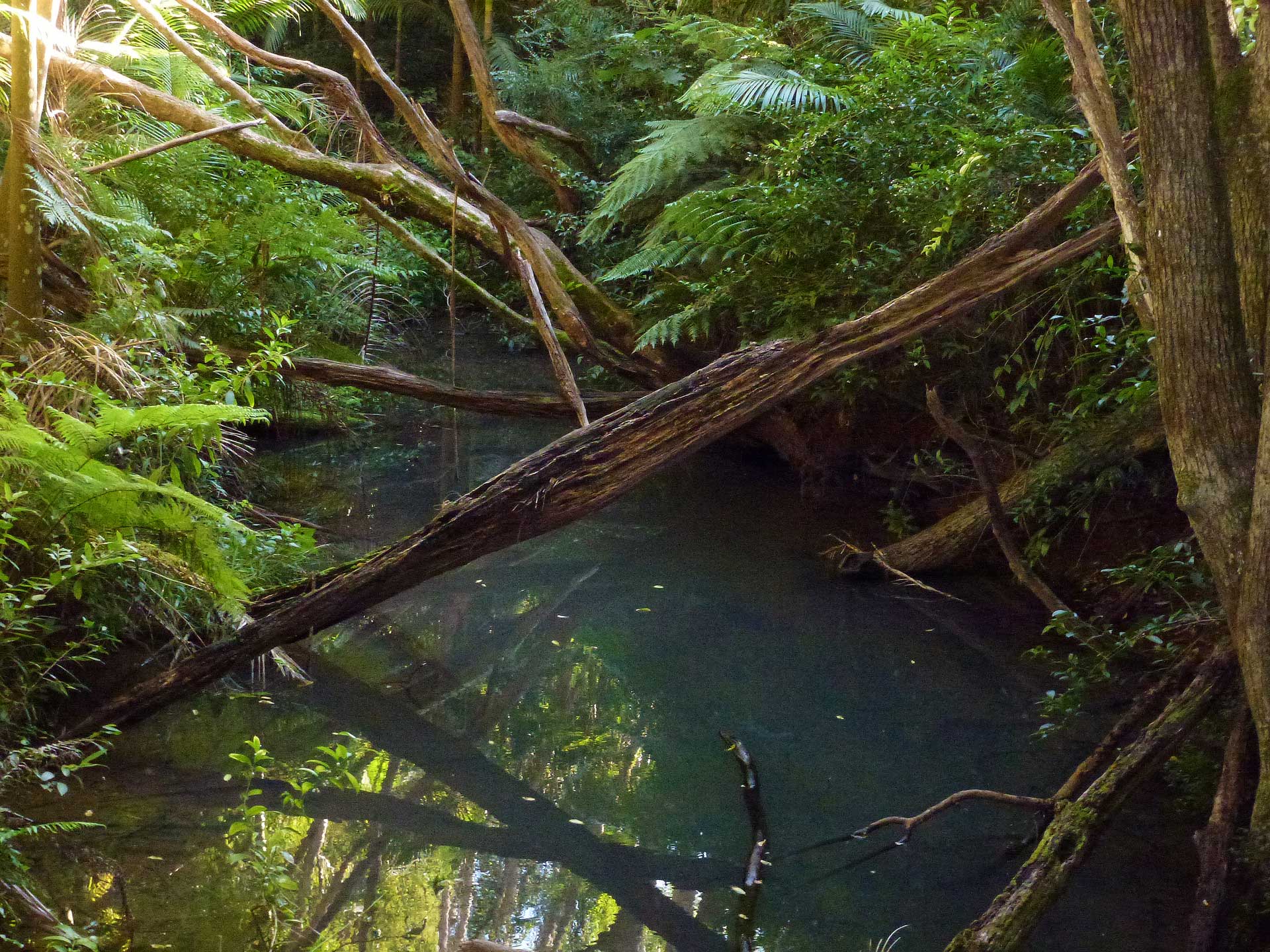 Paddys Creek