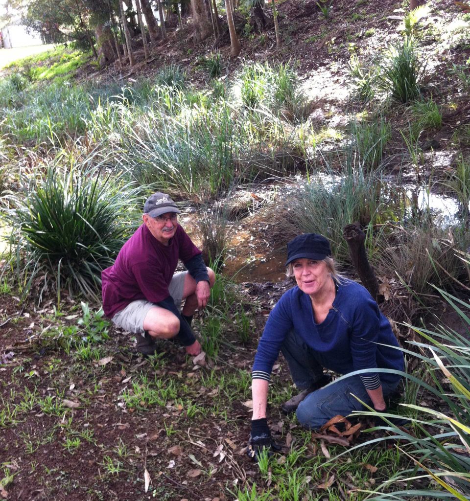 Bangalow wetlands