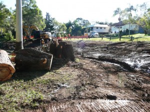 Removing camphor laurel trees